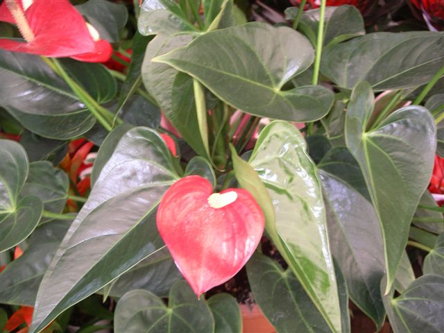 Anthurium is a delightful high light plant with a vibrant waxy "flower."