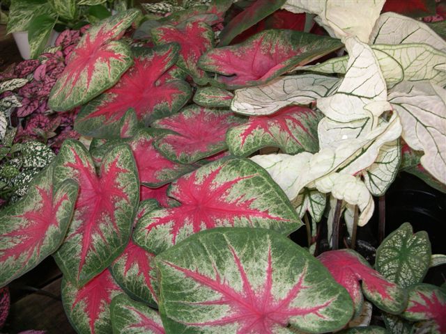 Caladium has vibrant, colorful leaves make this a wonderful substitution for a blooming plant.