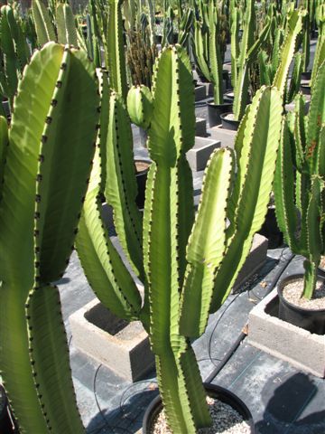 Euphorbia Ingens is another plant which requires high light.  It is great for the popular Tribal style.