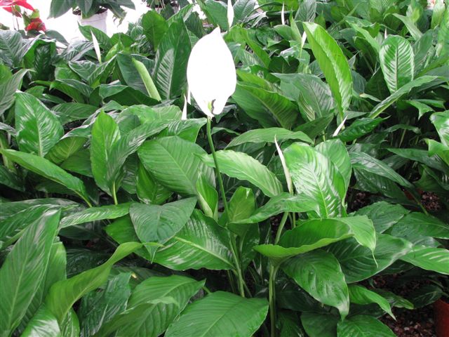 The Spathiphyllum is known by common names of Peace Lily or White Flag.  It can thrive in low to medium light conditions.