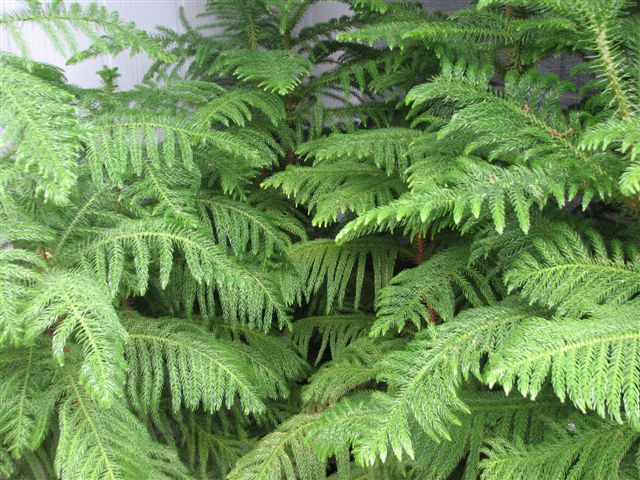 Norfolk Island Pine is an indoor pine tree. It needs high light. It is great for Christmas décor.