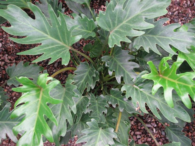 Philodendron Varieties are Cordatum, Split Leaf, Bullwinkle and Xanadu.  They need low to high light, depending on the variety.