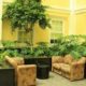 Interior Plants: Nature’s RX for your Home and Office