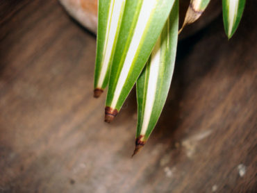 Why do some of my indoor plants tip brown or yellow on their leaves?
