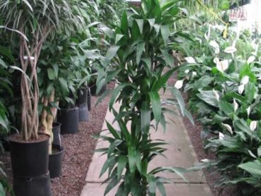Why are there so many varieties of Dracaena?