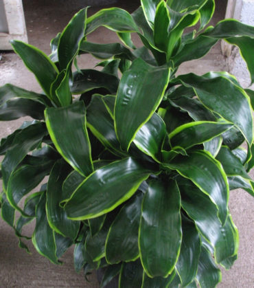 What is the difference between an INDOOR plant and an OUTDOOR plant?