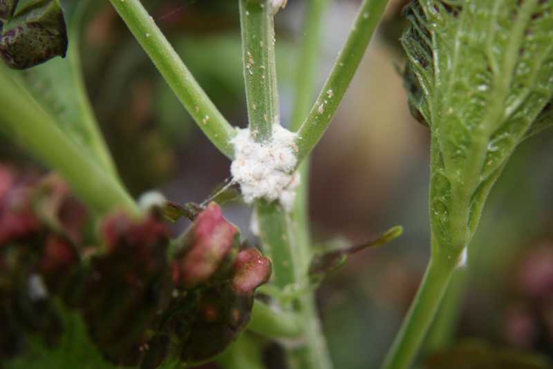 What are Mealy Bugs?